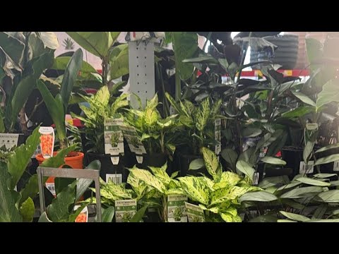 Flower Shopping