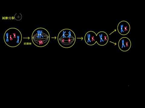 減數分裂 - YouTube(9分17秒)