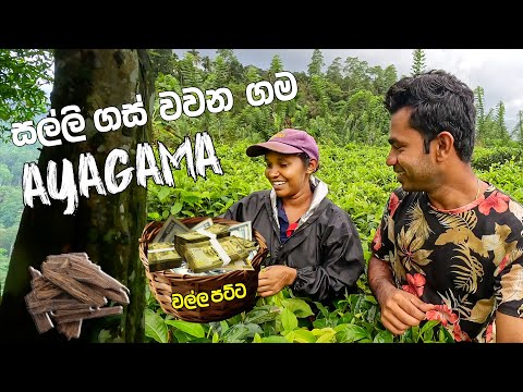 කෝටි ගණන් සල්ලි හොයන වල්ලපට්ට ගම මෙන්න | Exploring Ayagama Village 🇱🇰🌿