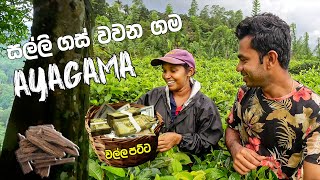 කෝටි ගණන් සල්ලි හොයන වල්ලපට්ට ගම මෙන්න | Exploring Ayagama Village 🇱🇰🌿