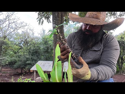 plantei uma cerca viva impenetrável com coroa de cristo