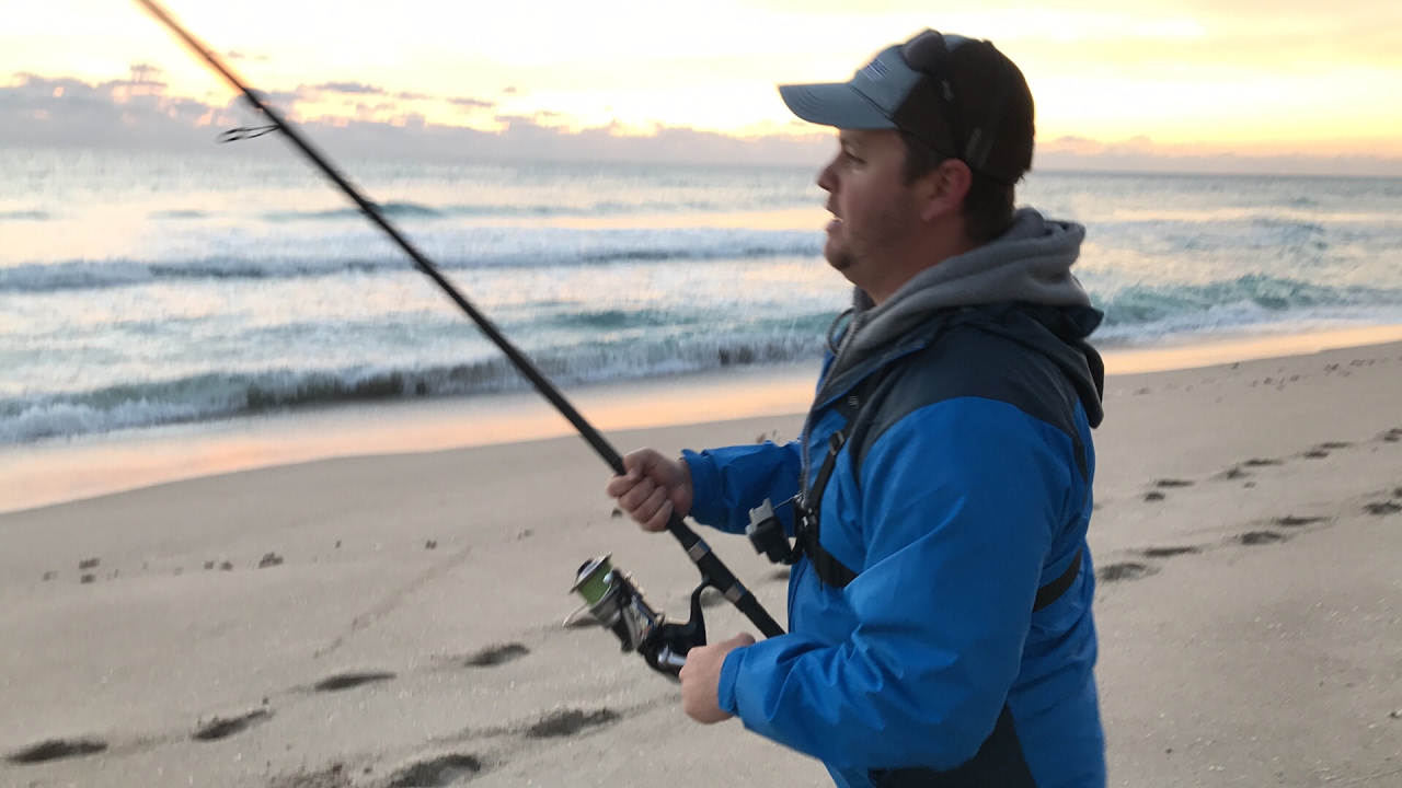 Early Morning Blacktip Sharks - Live