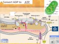 Photosynthesis: Light-Dependent Reactions