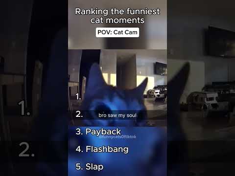 Ranking the most hilarious cat moments