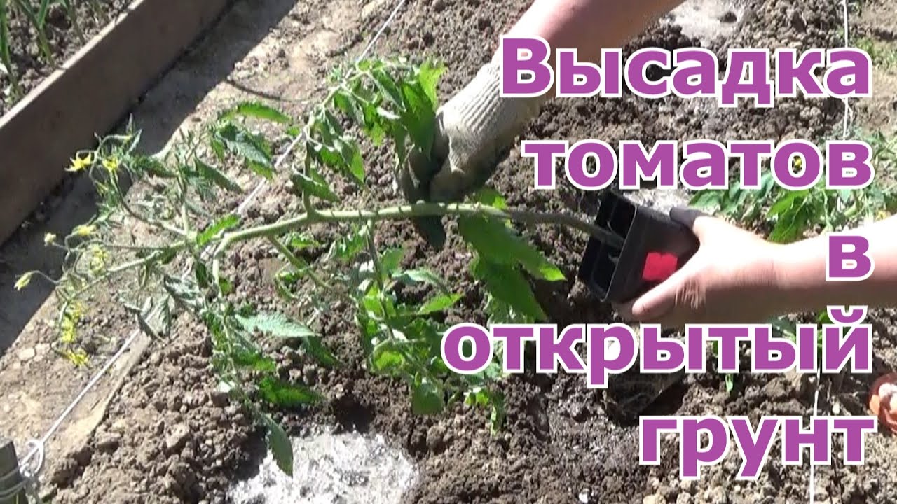 Высадка томатов в открытый грунт возле стен теплицы и на грядку