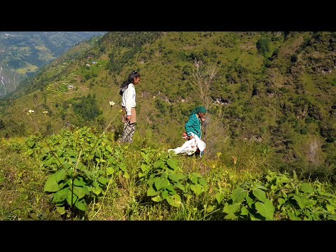 real village life in Nepal || @ruralnepalquest