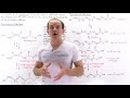 Fatty Acid Breakdown Mechanisms