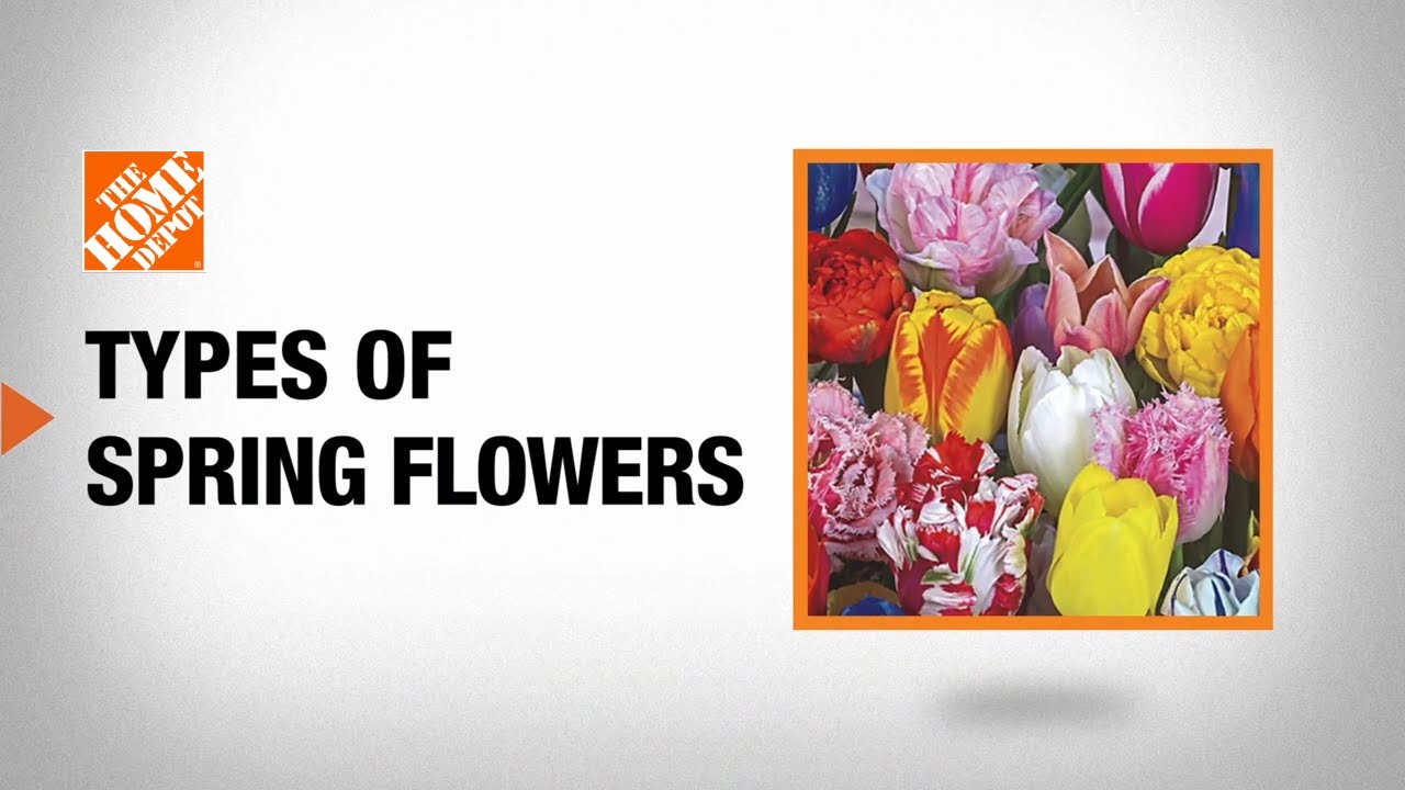 Types of Spring Flowers