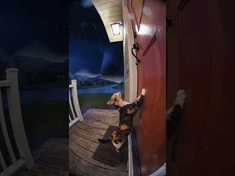 I’m Sorry Kitty😭😭 #cats #catvideos