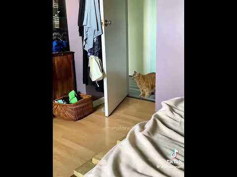 Katzen machen sich laut bemerkbar wenn sie ins Haus kommen 😂😂😂