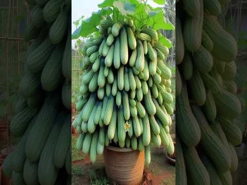 Boost Your Cucumber Harvest with These Genius Planting Tricks !! #garden #farming #satisfying