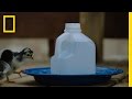 Creating a Safe Watering System for Chicks