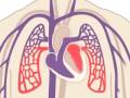 Exploring the Functions of the Circulatory System