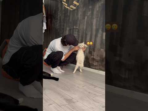 بنتي لولو طلعت حامل الحزء الثاني 🤣😭 #cat #ronas #اكسبلور #قطط #catlover #تربية_القطط
