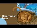 Hibernation and Climate Change Effects