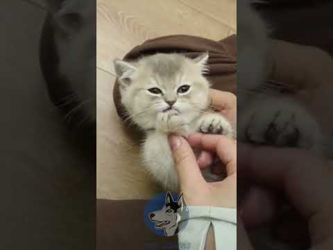 "Meow Meow Billi||Such a Sweet-Tempered Baby! #DwarfCat #LovableKitten"❤️😻❤️