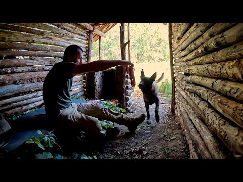 Build Bushcraft Survival Dugout | Outdoor Camping, Wilderness Cooking, Nature Adventure, Diy, Asmr