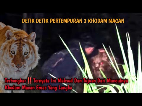 MERINDING‼️.... Ternyata Ini Maksud Dan Tujuan Dari Datangnya Sosok Macan Emas... Diluar Nalar