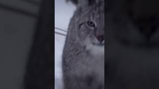 Paws of Serenity ❄️🐾🤍 #documentary #wildcats