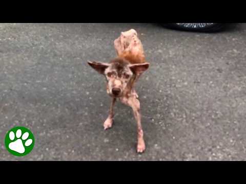 Walking pink skeleton turns into the most beautiful brown dog