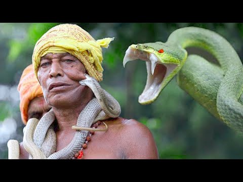12 Cobras das quais você deve Fugir