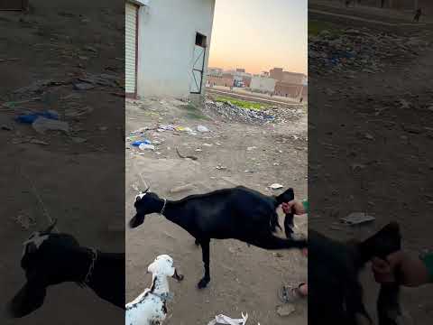 #song #cute #love #kids #baby #viral #cow #shermaindehat #viralsong #animals