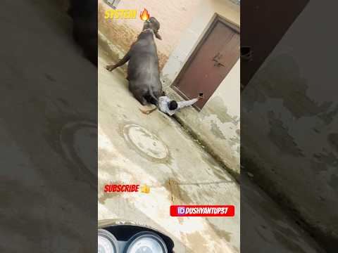 Jhota ne moj kr di 😂 #jhotalover #jhota #viralvideo #jhotaracenew #farming #jhotarace #trending