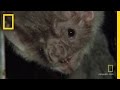 Vampire Bats and Rabies