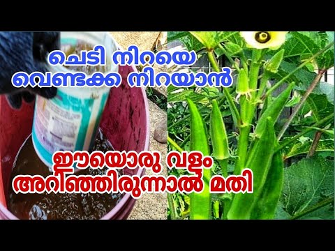ഒരാഴ്ച കൊണ്ട് ചെടിയിൽ വെണ്ടക്ക നിറയും | Venda Krishi Malayalam