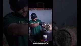 Why I Never Transplant Without This Fungi 🧪🌱 Boost Roots Instantly with Mycorrhizae!