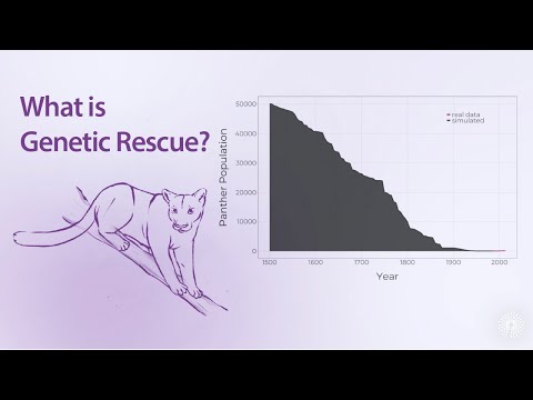 What is genetic rescue, and can we use it to save endangered species?