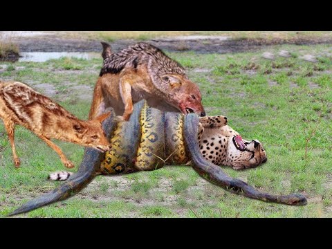 MOST AMAZING WILD ANIMALS BATTLES 