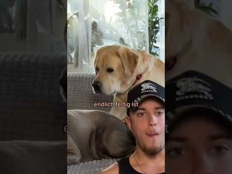 ? #cute #sweet #subscribe #viralvideo  #abbonieren #lustig #witzig #bulldog #bulldogs #hundeliebe