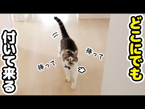 窓に脱走防止柵をDIY！かわいい現場監督のチェックが尊すぎた
