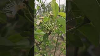DWARF BARTLETT PEAR SETTING FRUIT!!!!