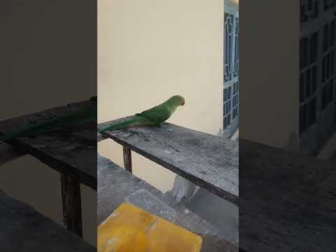 Mummy ak glass pani dy do #parrot #birds #parrotvideo #talkingbird #talkingparrot #pet #shazvlogs92