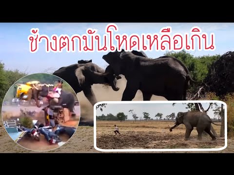 Danger ⚠️ ใครว่าไม่อันตราย❗️ช้างตกมันอย่าเข้าใกล้🚱🚷พลายบัวบาน]
