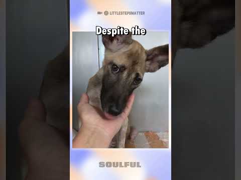 Good Hearts Save Dog With Bloated Stomach #shorts
