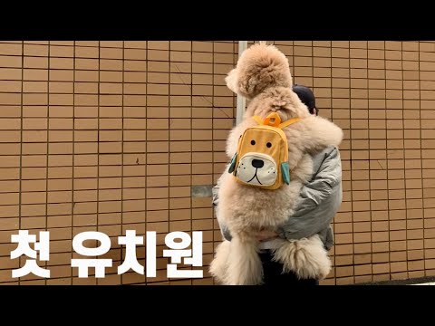 간식가방 메고 유치원 가는 강아지