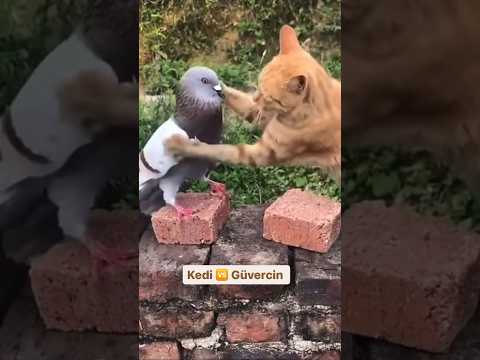 Kedi 🆚 Güvercin 🤣