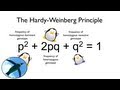 Hardy-Weinberg Principle Concepts