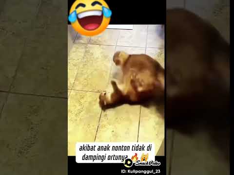 si empus belajar tinju #cat #kucing #lucu