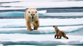 The Greatness Of a Polar Bear