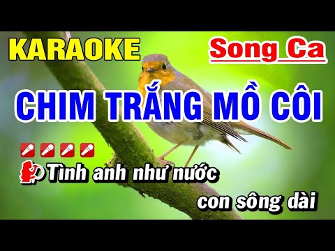 Karaoke Chim Trắng Mồ Côi Đan Trường – Cẩm Ly Song Ca | Hoài Phong Organ