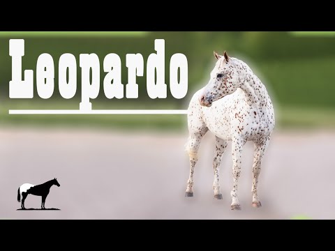 Caballos Con Complejo Leopardo "Razas" 🐴-Del Cerro Soy