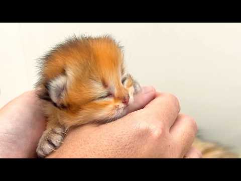 Why won't this newborn kitten open its eyes?