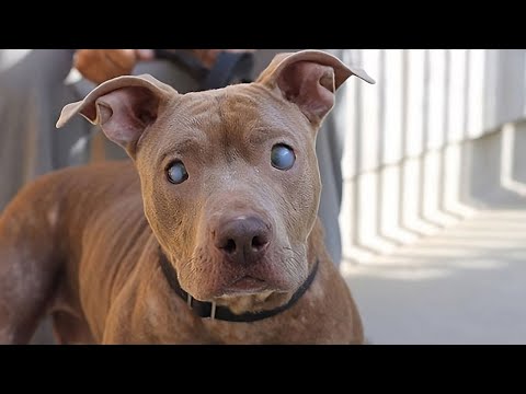 You Won't Believe the Ordeal This Blind Pitbull Faced from Her Human Family