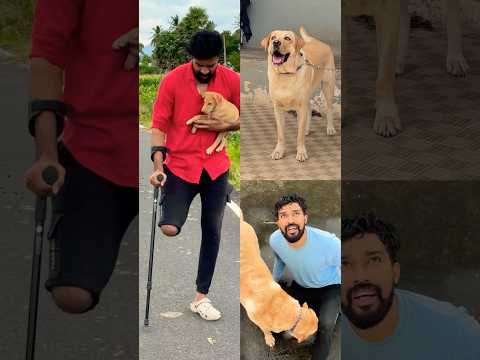 🥰Pet owner Love story-2❤️watch till end❤️ #labrador #doglover #goldenretriever #doglove #puppies