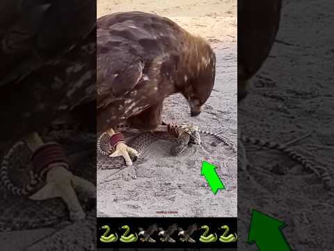 أدركها النسر قبل أن تلدغه الكوبرا شاهد