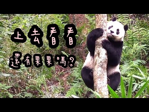 圓仔爬樹找點心，沒看到點心圓仔一臉好無辜|熊貓貓熊The Giant Panda Yuan Yuan and Yuan Bao|台北市立動物園